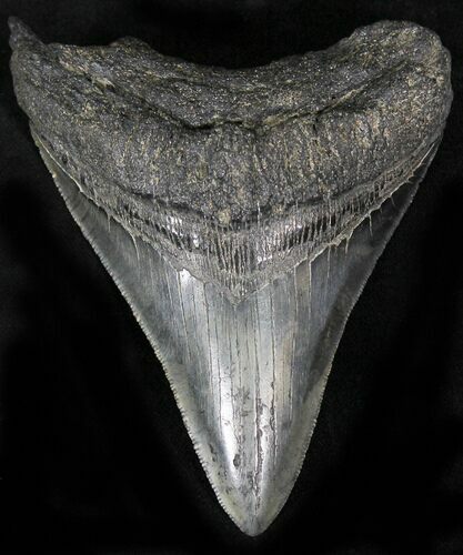 Bargain Megalodon Tooth - South Carolina #22586